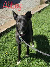 Borador Dogs for adoption in Sonora, CA, USA