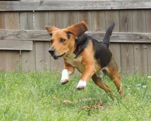 Beagle Dogs for adoption in Joplin, MO, USA