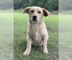 Dachshund-Golden Retriever Mix Dogs for adoption in PIPE CREEK, TX, USA