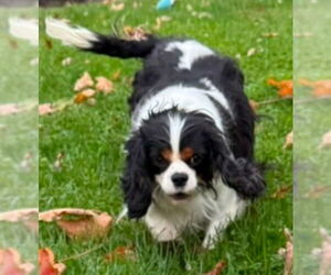 Cavalier King Charles Spaniel-Unknown Mix Dogs for adoption in Smithfield, PA, USA