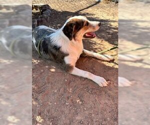 Australian Shepherd Dogs for adoption in Globe, AZ, USA