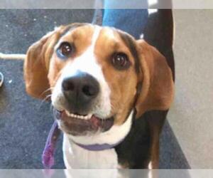 Treeing Walker Coonhound Dogs for adoption in Missoula, MT, USA