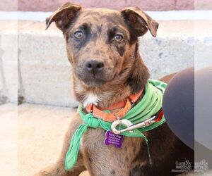 Catahoula Leopard Dog-Unknown Mix Dogs for adoption in Washington, DC, USA