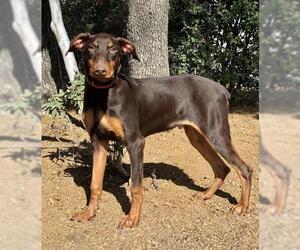 Doberman Pinscher Dogs for adoption in PIPE CREEK, TX, USA