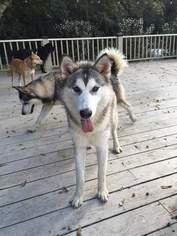 Siberian Husky Dogs for adoption in New Orleans, LA, USA