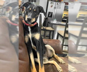 Doberman Pinscher-German Shepherd Dog Mix Dogs for adoption in Frankston, TX, USA