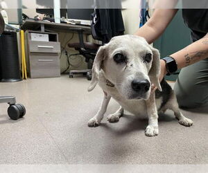 Beagle Dogs for adoption in Pasadena, CA, USA