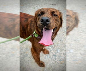 Border Collie-Unknown Mix Dogs for adoption in Canton, CT, USA