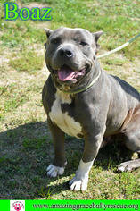 Medium Photo #1 American Staffordshire Terrier Puppy For Sale in Pensacola, FL, USA
