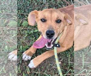 Beagle-Unknown Mix Dogs for adoption in Ball Ground, GA, USA