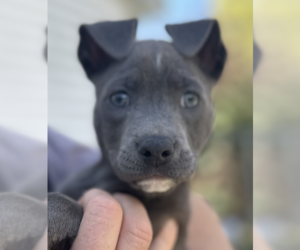 American Pit Bull Terrier Dogs for adoption in Thomasville, NC, USA