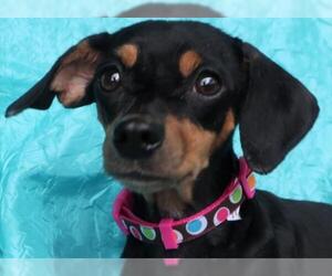 Chiweenie Dogs for adoption in Cuba, NY, USA