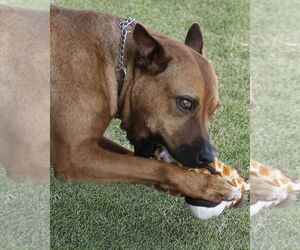 Mutt Dogs for adoption in Wilmington, NC, USA