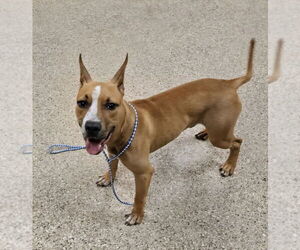 Bull Terrier-Unknown Mix Dogs for adoption in Great Bend, KS, USA