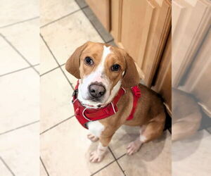 Mutt Dogs for adoption in Shelburne, VT, USA