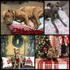 American Pit Bull Terrier Dogs for adoption in Runnemede, NJ, USA