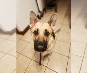 German Shepherd Dog Dogs for adoption in New London, WI, USA