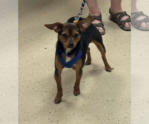 Chihuahua-Unknown Mix Dogs for adoption in Mundelein, IL, USA