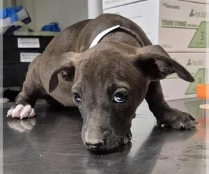 American Pit Bull Terrier Dogs for adoption in Bakersfield, CA, USA