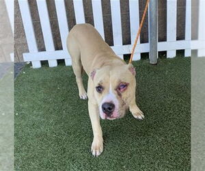 Mutt Dogs for adoption in Modesto, CA, USA