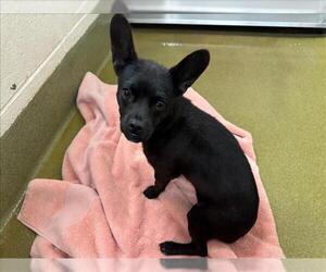Chihuahua-Unknown Mix Dogs for adoption in Moreno Valley, CA, USA