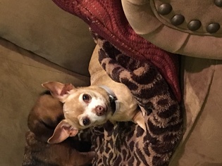 Chihuahua Dogs for adoption in Rancho Santa Fe, CA, USA