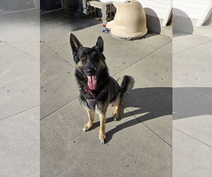 German Shepherd Dog Dogs for adoption in Maquoketa, IA, USA