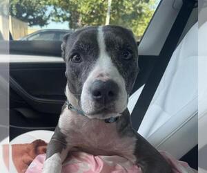 American Staffordshire Terrier-Unknown Mix Dogs for adoption in San Antonio, TX, USA