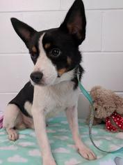 Chihuahua Dogs for adoption in Ozark, AL, USA