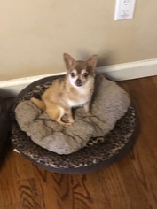 Chihuahua Dogs for adoption in Tenafly, NJ, USA