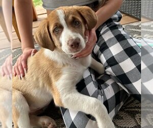 Australian Shepherd-Unknown Mix Dogs for adoption in Winter Park, CO, USA