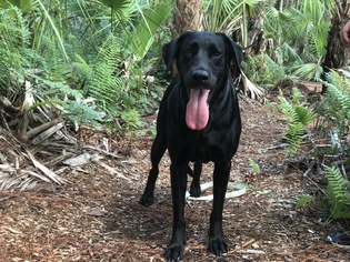 Labrador Retriever Dogs for adoption in Fort Myers, FL, USA