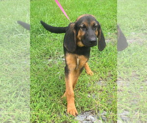 Bloodhound-Unknown Mix Dogs for adoption in Wetumpka, AL, USA