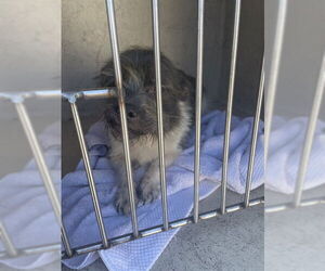 Mutt Dogs for adoption in Louisville, KY, USA