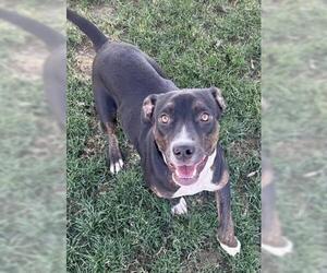 American Pit Bull Terrier-Unknown Mix Dogs for adoption in Bakersfield, CA, USA