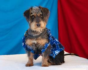 Dachshund Dogs for adoption in Pasadena, CA, USA