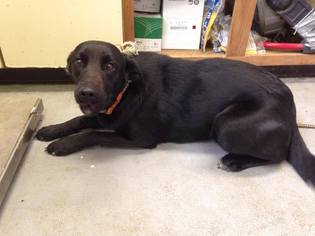 Golden Labrador Dogs for adoption in Beckley, WV, USA