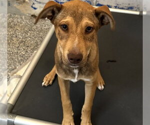 German Shepherd Dog-Unknown Mix Dogs for adoption in Westminster, MD, USA