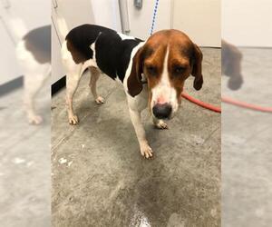 Treeing Walker Coonhound Dogs for adoption in Rosenberg, TX, USA