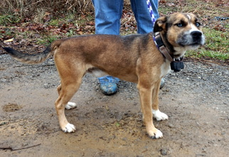 Mutt Dogs for adoption in Dickson, TN, USA