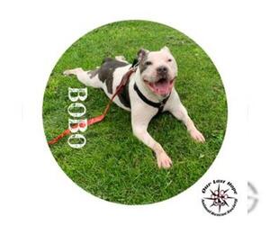 American Pit Bull Terrier Dogs for adoption in Princeton, British Columbia, Canada