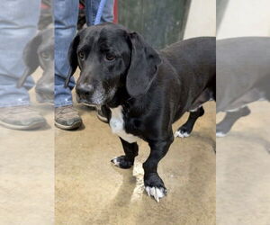 Medium Photo #1 Bassetdor Puppy For Sale in Brookville, OH, USA