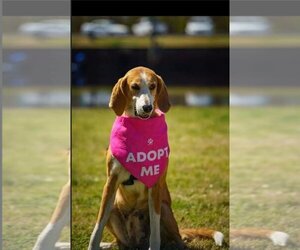 Mutt Dogs for adoption in Myrtle Beach, SC, USA