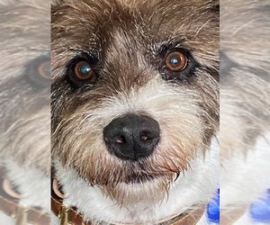 Mutt Dogs for adoption in Newaygo, MI, USA