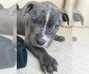 American Pit Bull Terrier-Unknown Mix Dogs for adoption in Oklahoma City, OK, USA