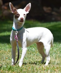 Chihuahua Dogs for adoption in Penngrove, CA, USA