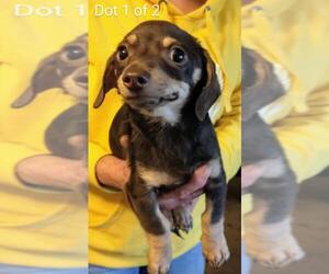 Chiweenie Dogs for adoption in New Smyrna Beach, FL, USA