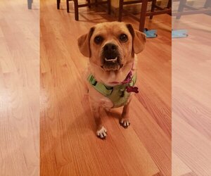 Puggle Dogs for adoption in Crystal , MN, USA