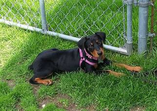Doberman Pinscher Dogs for adoption in Livonia, MI, USA