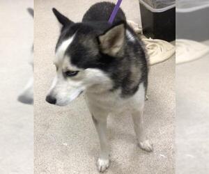 Siberian Husky Dogs for adoption in Riverside, CA, USA